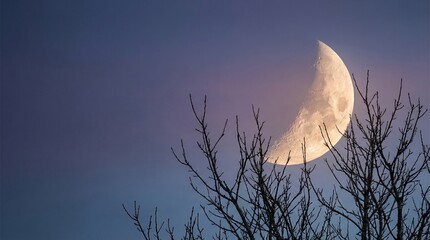 Crescent moon shining through bare tree branches at twilight  