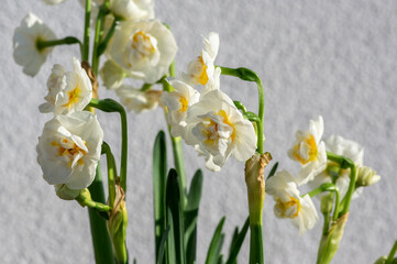 Obraz premium Narcissus tazetta cream bunch-flowered daffodil flowers in bloom, ornamental springtime white double flower flowering plant