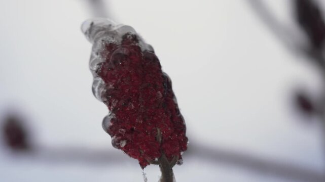 Sumac buds are covered with ice and snow.
