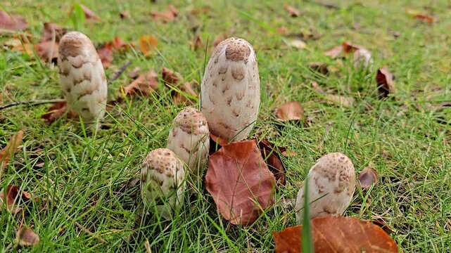 Macrolepiota procera mushrooms growing in a natural setting