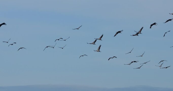 Flock of common cranes ( Grus grus ) in the Camargue, France