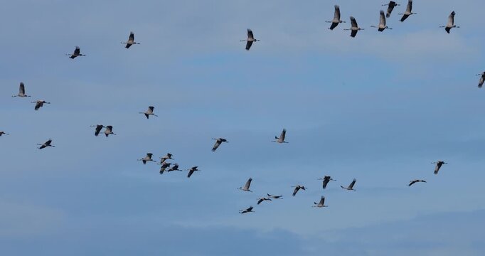 Flock of common cranes ( Grus grus ) in the Camargue, France