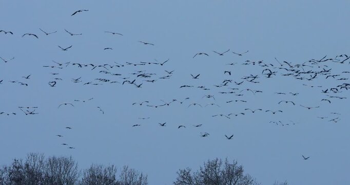 Flock of common cranes ( Grus grus ) in the Camargue, France