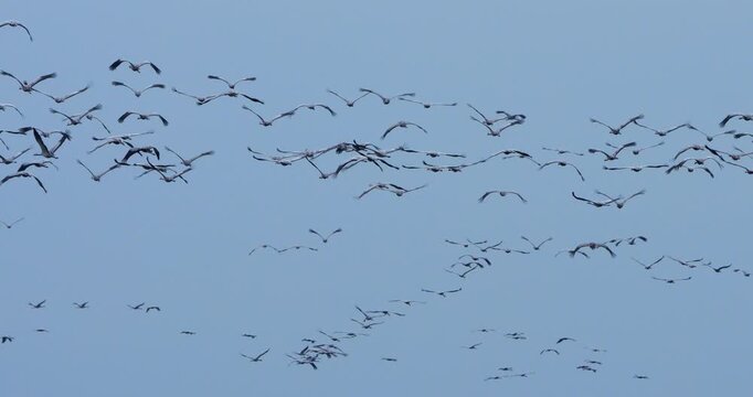 Flock of common cranes ( Grus grus ) in the Camargue, France