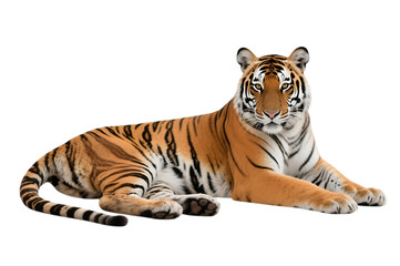 Obraz premium Lying tiger with black stripes
