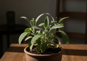Fresh sage leaves growing in clay pot with warm window light