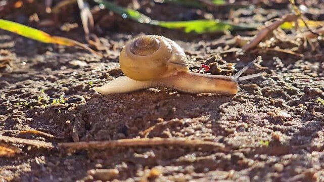 Close-up video slowly mooving  a snail 