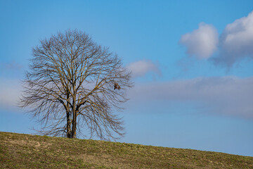 Campagna laziale presso Genazzano - Roma - Lazio - Italia