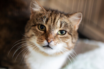 Tranquil tabby cat with gentle demeanor and cautious gaze in quiet shelter setting