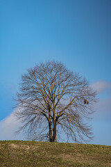 Campagna laziale presso Genazzano - Roma - Lazio - Italia