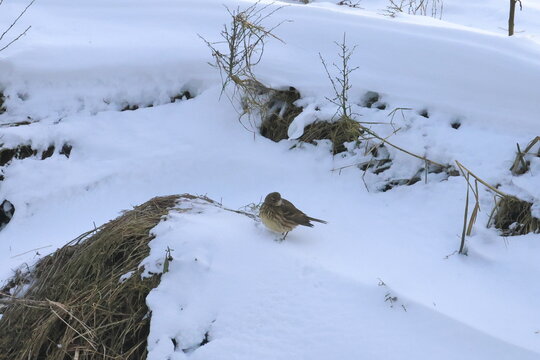 pipit