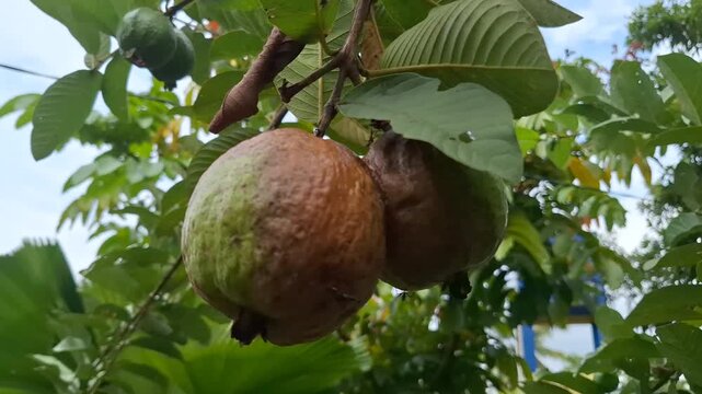 Close-Up of Rotten Guava Fruit (Psidium guajava) on the Tree Affected by Disease or Pest Damage, Agricultural Video Footage