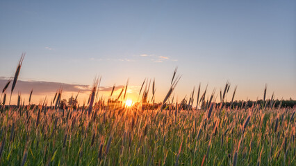 Fototapeta premium Golden rye field at sunset, showcasing rustic beauty and seasonal harvest, with vibrant colors and soft light illuminating the landscape
