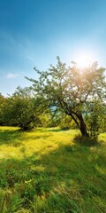 Fototapeta premium Sunny orchard landscape with lush green grass and leafy trees