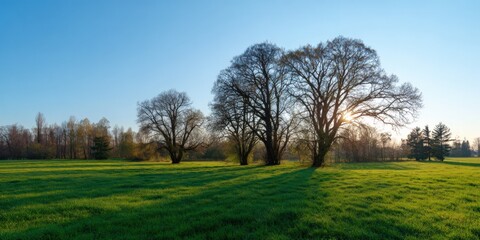 Obraz premium Idyllic park scene with leafless trees and sunlight in springtime morning