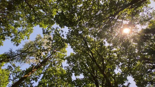 Spin looking up at green forest canopy tree foliage