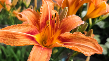 Closeup of Orange Lilly flowers bloom. Top view Texture background