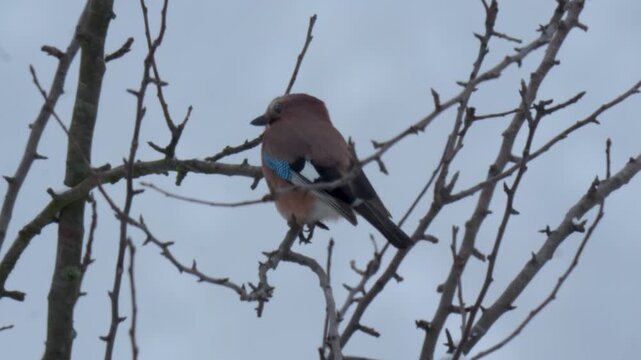 Eurasian jay (Garrulus glandarius) perched on a bare tree branch in winter. Colorful wild bird in natural habitat, close-up wildlife scene with soft background.