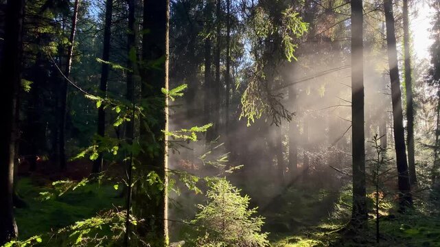 Warm sunbeams morning mist in idyllic green forest tree clearing