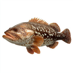Naklejka premium Grouper fish isolated on white background, detailed texture, realistic marine illustration, vibrant colors, tropical species, high-resolution aquatic study.