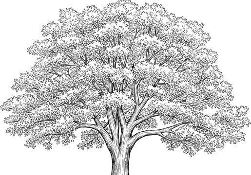 Detailed black-and-white illustration of deciduous tree with thick trunk, branching limbs, and dense leafy canopy for botanical art