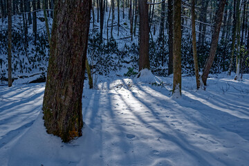 Snowy winter shadows in the forest