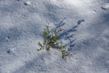 Snow covered tree seedling