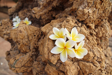 frangipani tree in a garden in cambodia