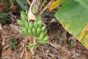 bunch of bananas in an orchard in cambodia