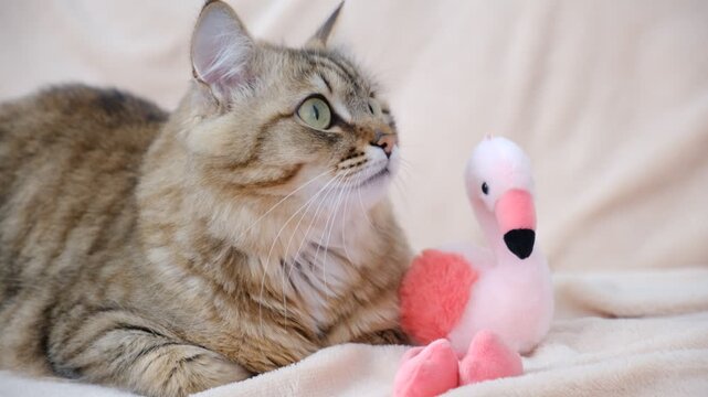 Cute tabby cat with stuffed toy flamingo. Relaxing kitten basking in morning sun, cozy home. Atmospheric mood. Contented cat
