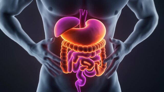Human Digestive System Anatomy with Stomach and Intestines Highlighted in a Medical 3D Animation.