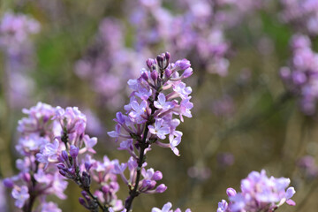 Naklejka premium Known as Yuanhua in traditional medicine the flowers and roots of Wikstroemia genkwa are used for various herbal remedies This is an authentic photography