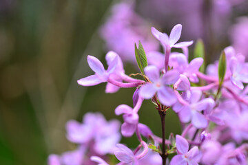 Fototapeta premium Purple blossoms of Wikstroemia genkwa on bare branches