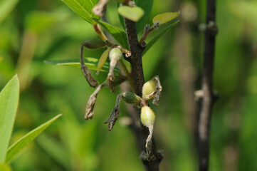 Wikstroemia genkwa thrives in sunny coastal areas of Korea and is often called the Yellowcroaker flower tree This is an authentic photography
