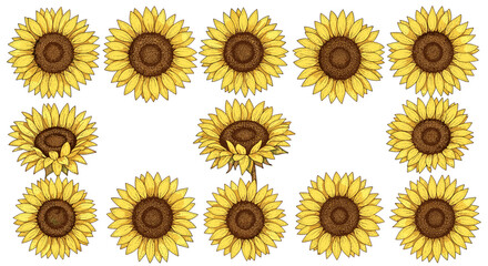 Collection of sunflowers with bright yellow petals and green stems
