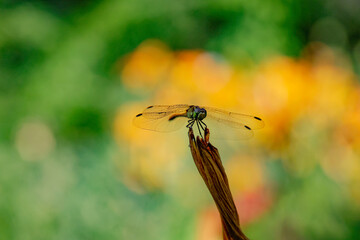 Fototapeta premium A dragonfly resting on a dry flower against an yellow green background