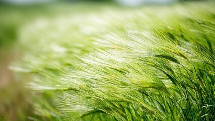 Naklejka premium Green grain stalks swaying in a sunlit field. Concept Green grain stalks, Sunlit field, Swaying in wind, Natural textures, Golden-hour light