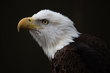 Obraz premium Bald eagle portrait showing feathers and beak detail