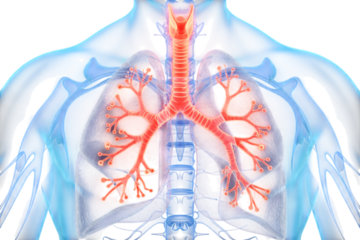 Human lungs anatomy x ray style medical respiratory system illustration