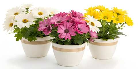 Beautiful chrysanthemums in pots, isolated on white