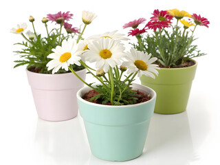Vibrant blooming multicolored daisies african marguerites osteospermum variety planted decorative ceramic terracotta pots arranged studio setup white background.