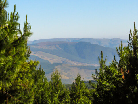 Looking at the mountains of the Mpumalanga escarpment in South Africa, framed by the tree tops in a pine plantation. 