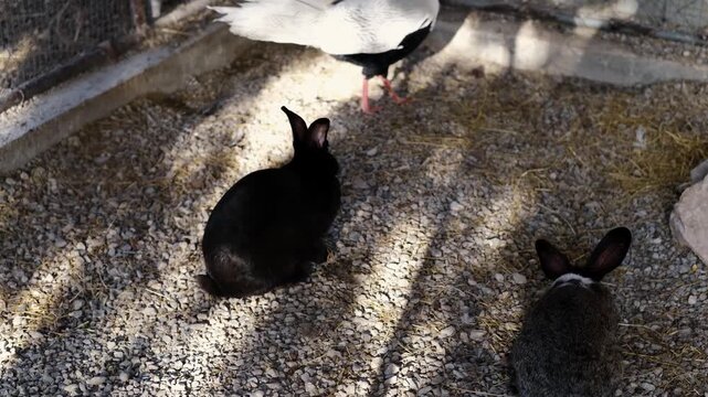 Two rabbits rest and eat on gravel inside a zoo enclosure under mixed light and shadow. Quiet captive animal scene showing coexistence, habitat care, and calm behavior