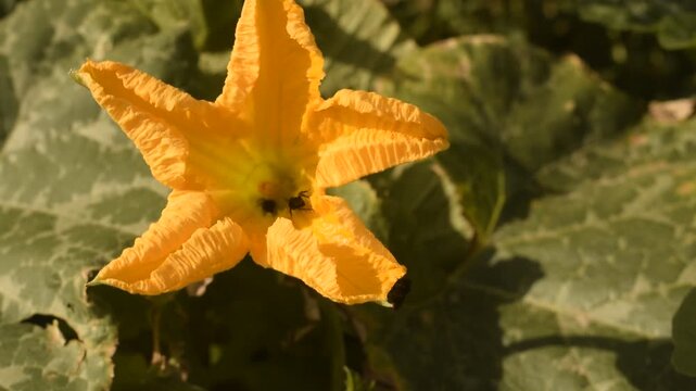 Poliniza&ccedil;&atilde;o da flor de jerimum, abelhas sem ferr&atilde;o, ar&aacute;pua voando sobre flor laranja de ab&oacute;bora