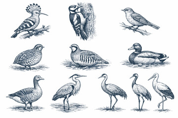 Fototapeta premium Wild Birds Vintage Engraving Illustration Set