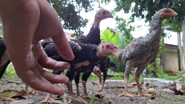 Hand Motion Calling Village Chickens (Gallus gallus domesticus) Gathering in Front, Bottom View