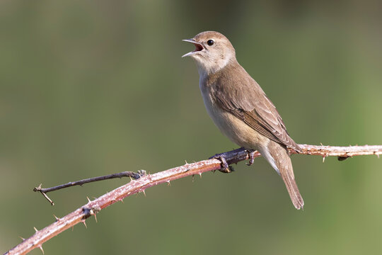 Garden warbler perched on blackberry bush in Arkemheenpolder capturing the moment of song in the Netherlands
