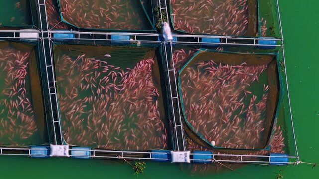 Aerial top view red tilapia on fish farm. Business aquaculture pisciculture Vietnam.