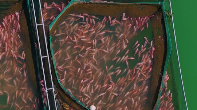 Aerial top view red tilapia swim on net fish farm aquaculture pisciculture of Asia.