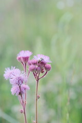 Fototapeta premium Bee sitting on a pink flower with a soft green background